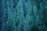 Water droplets on cypress foliage – botanical photograph by Budget Bizar